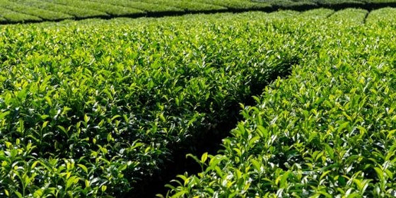 Green Tea Health Benefits